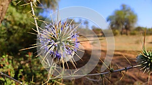 Argemone Mexicana prickly poppyÂ  plant flowers with forks